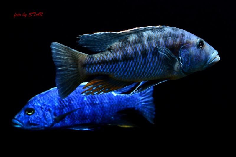 Tyrannochromis macrostoma